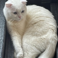 Scottish Fold, Kedi  Pilav fotoğrafı