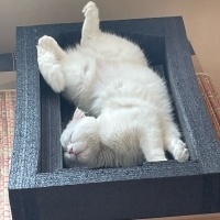 Scottish Fold, Kedi  Pilav fotoğrafı