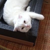 Scottish Fold, Kedi  Pilav fotoğrafı