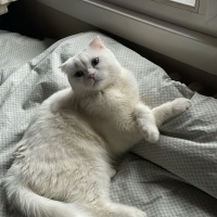 Scottish Fold, Kedi  Pilav fotoğrafı