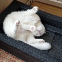 Scottish Fold, Kedi  Pilav fotoğrafı