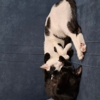 Tekir Kedi, Kedi  ASLAN SELVİN fotoğrafı