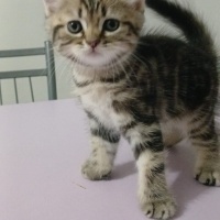 British Longhair, Kedi  Simba fotoğrafı