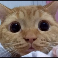 British Shorthair, Kedi  leo fotoğrafı