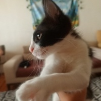 Tekir Kedi, Kedi  Yin fotoğrafı