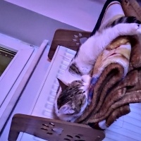 Tekir Kedi, Kedi  Maya fotoğrafı