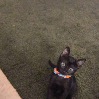 Bombay, Kedi  Loki fotoğrafı