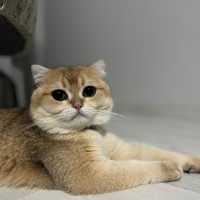 Scottish Fold, Kedi  Leo fotoğrafı