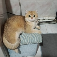 Scottish Fold, Kedi  Leo fotoğrafı