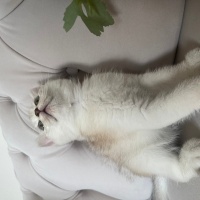 British Shorthair, Kedi  British shorthair fotoğrafı