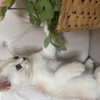 British Shorthair, Kedi  British shorthair fotoğrafı