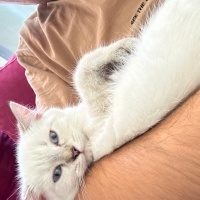 British Shorthair, Kedi  Pera fotoğrafı