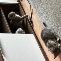 British Longhair, Kedi  5 adet yavru kedimiz var fotoğrafı