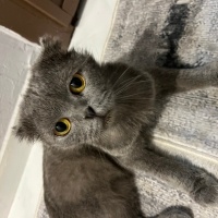 British Shorthair, Kedi  Kayıp fotoğrafı