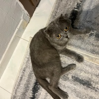 British Shorthair, Kedi  Kayıp fotoğrafı