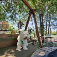 Maltese, Köpek  Lui fotoğrafı