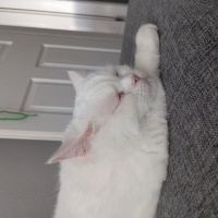 British Shorthair, Kedi  Sabun fotoğrafı