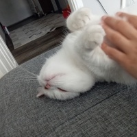 British Shorthair, Kedi  Sabun fotoğrafı