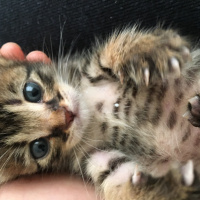 Tekir Kedi, Kedi  Tekir ve Bekir fotoğrafı