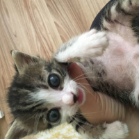 Tekir Kedi, Kedi  Tekir ve Bekir fotoğrafı