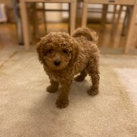 Poodle (Minyatür Kaniş), Köpek  Dafi fotoğrafı