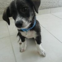 Cardigan Welsh Corgi, Köpek  Linda fotoğrafı