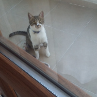 Tekir Kedi, Kedi  Pamir  fotoğrafı