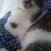 Tekir Kedi, Kedi  Pamir  fotoğrafı