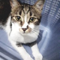 Tekir Kedi, Kedi  Pamir  fotoğrafı