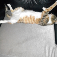 Tekir Kedi, Kedi  Tarçın fotoğrafı