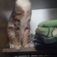 Tekir Kedi, Kedi  Tarçın fotoğrafı