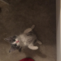 Sibirya Kedisi, Kedi  Bruce fotoğrafı