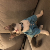 Sibirya Kedisi, Kedi  Bruce fotoğrafı