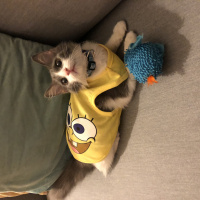 Sibirya Kedisi, Kedi  Bruce fotoğrafı