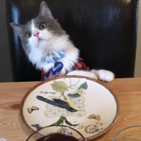 Sibirya Kedisi, Kedi  Bruce fotoğrafı