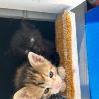 Tekir Kedi, Kedi  Gece fotoğrafı