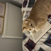 Sarman, Kedi  mayıs fotoğrafı