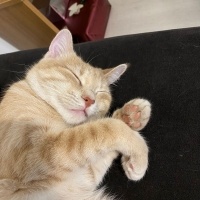 Sarman, Kedi  mayıs fotoğrafı