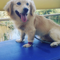 Golden Retriever, Köpek  Çiko fotoğrafı