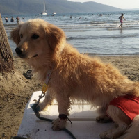 Golden Retriever, Köpek  Çiko fotoğrafı