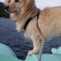 Golden Retriever, Köpek  Çiko fotoğrafı