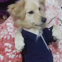 Golden Retriever, Köpek  Çiko fotoğrafı