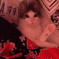 Tekir Kedi, Kedi  Minnak fotoğrafı