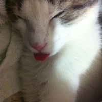 Tekir Kedi, Kedi  Minnak fotoğrafı