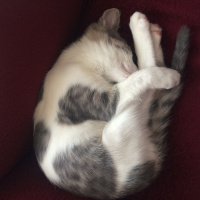 Tekir Kedi, Kedi  Minnak fotoğrafı