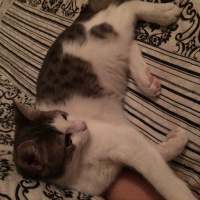 Tekir Kedi, Kedi  Minnak fotoğrafı