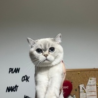 British Shorthair, Kedi  Behlül fotoğrafı