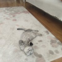 Scottish Fold, Kedi  Fadik fotoğrafı