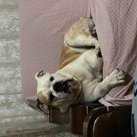 İngiliz Bulldog, Köpek  Dompe fotoğrafı