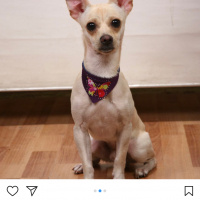 Chihuahua, Köpek  Roi fotoğrafı